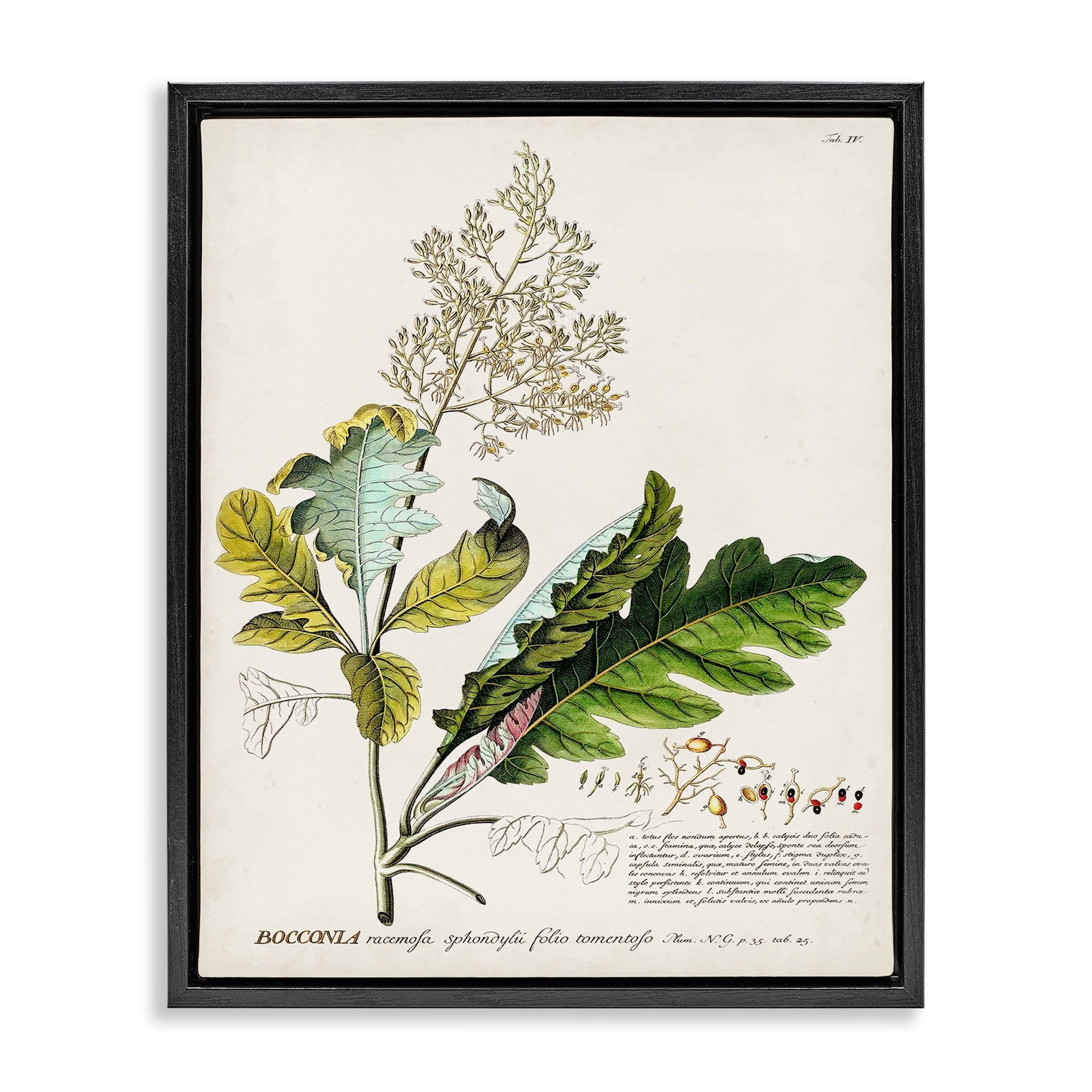 Stupell Industries Botanical Plant Illustration Leaves Vintage Design Jet Black Framed Floating Canvas Wall Art, 16x20, by World Art Group