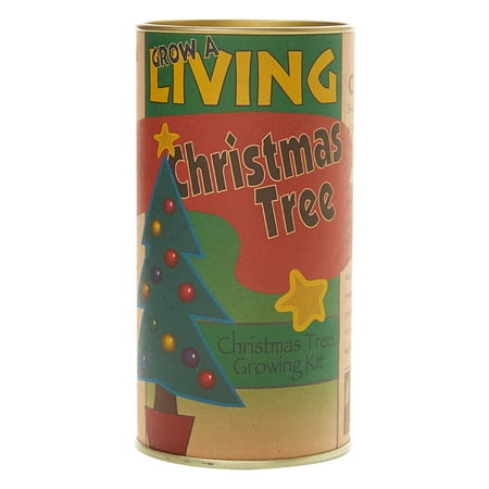Christmas Tree (Balsam Fir) | Seed Grow Kit | The Jonsteen (Best Seed Catalog Companies)