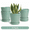 Transforming Teal, variant on BUYMAX White Ceramic Plant Pots with Drainage and Trays, 5 Inch Small Flower Pots for Indoor Plants, Set of 4
