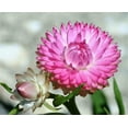 thumbnail image 4 of 50 PINK DOUBLE STRAWFLOWER Helichrysum Bracteatum Flower Seeds, 4 of 5