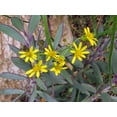 thumbnail image 2 of Vertical Leaf Succulent Plant - Senecio crassissimus -Easy House Plant- 2.5" Pot, 2 of 4