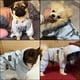 thumbnail image 5 of Chubasquero para perro, chaqueta impermeable ajustable para exteriores, impermeable, con patas, chaqueta para cachorro repelente al agua con rayas reflectantes largas para perros pequeños y medianos, 5 of 5