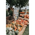 thumbnail image 5 of Speckled Swan Gourd Seeds/ Annual/ Full Sun/ 200 Seeds 1 oz/ Zellajake Farm and Garden- B113, 5 of 5
