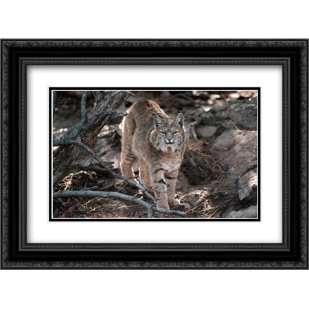 G9 Matt - Bobcat adult portrait, Montana 2x Matted 24x18 Black Ornate Framed Art Print by Fitzharris, Tim