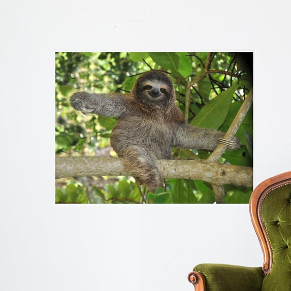 Three Toed Sloth Nicaragua Wall Mural by Wallmonkeys Peel and Stick Graphic (36 in W x 28 in H) WM191966