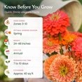 thumbnail image 2 of Created By Nature Zinnia Wildflower Seeds, 2,200+ Flower Seeds, Giant Zinnia Seeds, 2 of 6