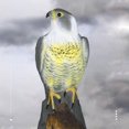 thumbnail image 1 of Falcon, Decoy Bird Scarer, Life-like Colouring, Beige, One Size, 1 of 5