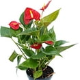 thumbnail image 3 of Live Red Anthurium, Flowering Plant, Indoor Potted Houseplant, Blooming Birthday Gift, Christmas Gift, Plant Mom Dad Gift, Fully Rooted Plant, Wedding Decor in 4" Pot, 3 of 5