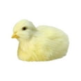 thumbnail image 1 of Imitation Chicken Plush Toy - Ideal for Easter Decor and Children's Teaching, 1 of 6