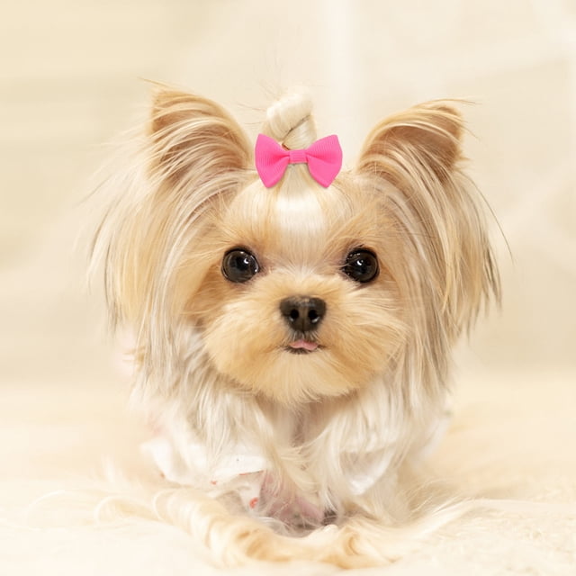 IFANLANDOR 20Ud Ligas De Caucho Para Mascotas Con Multicolor Para Perros Y