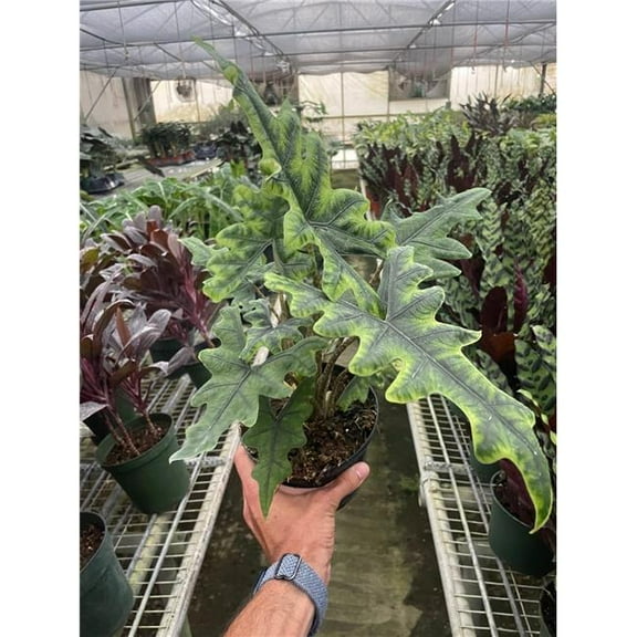 House Plant Dropship 6-ALOCASIA-JACKLYN 6 in. Pot Alocasia Jacklyn Plant