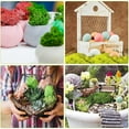Saving! SSNTSY Shooting Props Potted Plants Garden Decoration Immortal
