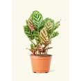 thumbnail image 3 of Calathea Makoyana Live Green Plant in 8" Pot, 3 of 6