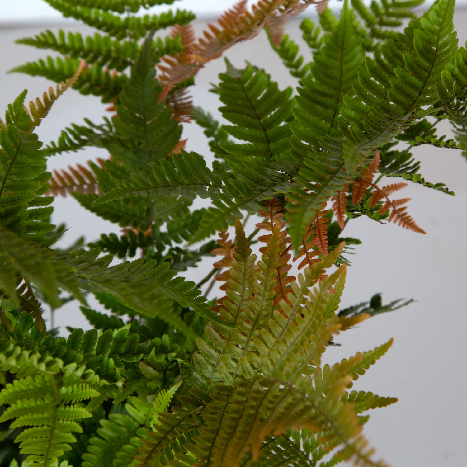 Expert Gardener Autumn Fern Live Outdoor Plant, 2.5 qt, Coppery-Red New Foliage