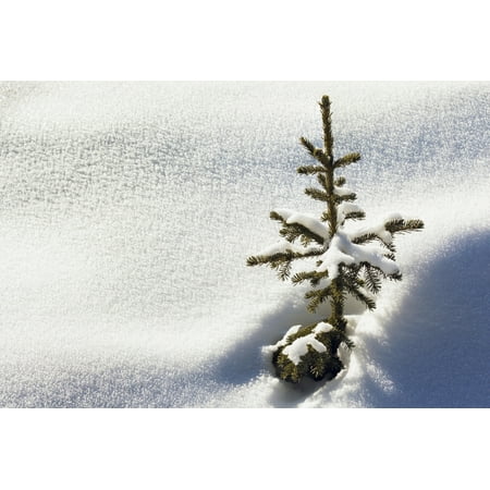 Close up of a small snow covered evergreen tree surrounded by crystal snow and shadows Lake Louise Alberta Canada Stretched Canvas - Michael Interisano  Design Pics (18 x