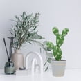 thumbnail image 4 of FESTFENDS Planta Artificial Con De Cactus Para Decorar Y Oficinas, 4 of 6