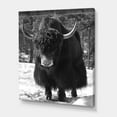 thumbnail image 3 of Designart ' Portrait Of Monochrome Wild Bull In Winter Forest I ' Farmhouse Canvas Wall Art Print, 3 of 4