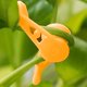 thumbnail image 4 of Clips De Entrenamiento De Plantas Ajustables, 50 Uds. Clips De Entrenamiento De Bajo Estrés, Entrenamiento De Plantas, Clips De Plantas Flexibles, 4 of 7