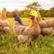 thumbnail image 4 of Gorro de Protección ANGGREK Para Gallina Cómodo Casco de Pollo Para Animales Pequeños, 4 of 8