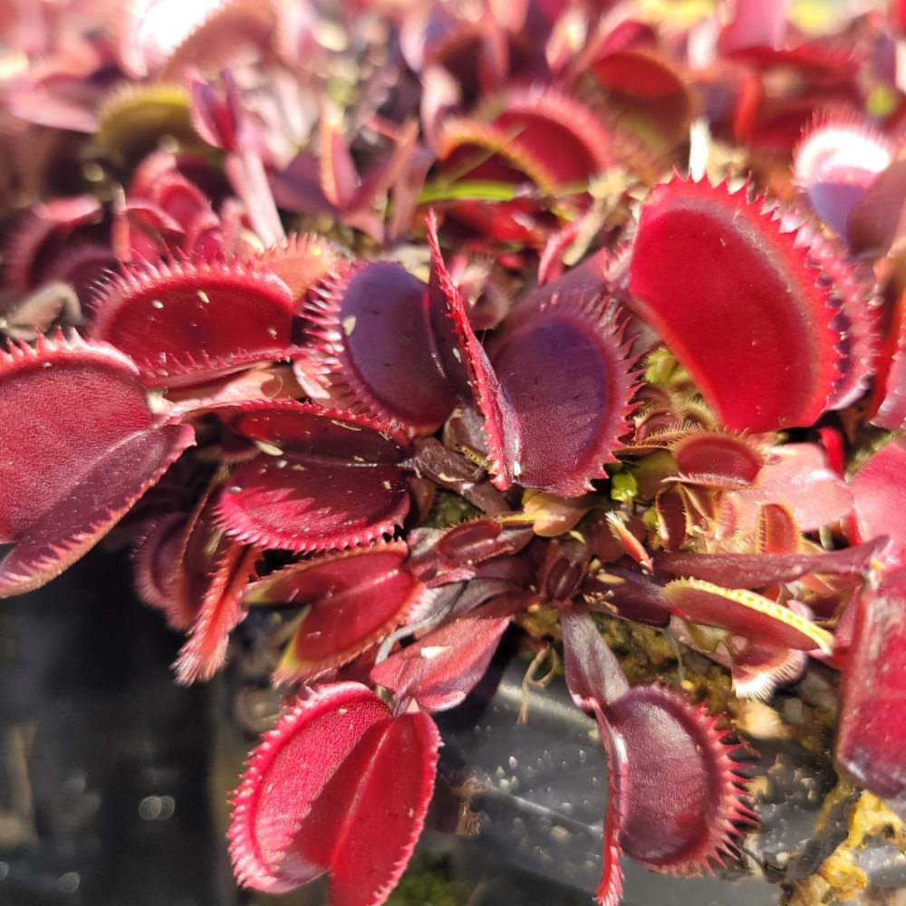 Set 3 Red Dragon Venus Flytraps Live Plants,  Well-Started Fly Trap Plants Terrarium Live in Pot, Dionaea Muscipula