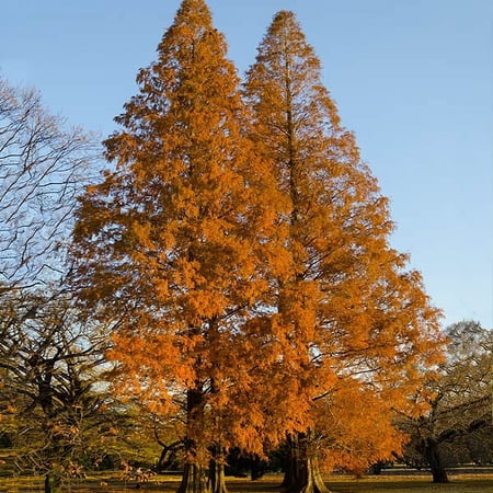 Brighter Blooms - Amber Glow Redwood Tree, 4-5 ft. - No Shipping To AZ