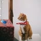 thumbnail image 5 of Gatito interior del gato del juguete de la bola 3pcs lindo que persigue el juguete, 5 of 5