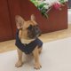 thumbnail image 2 of Ropa con capucha para mascotas, ropa linda para mascotas, traje cálido con capucha y chaleco cálido de Bulldog Francés, 2 of 3