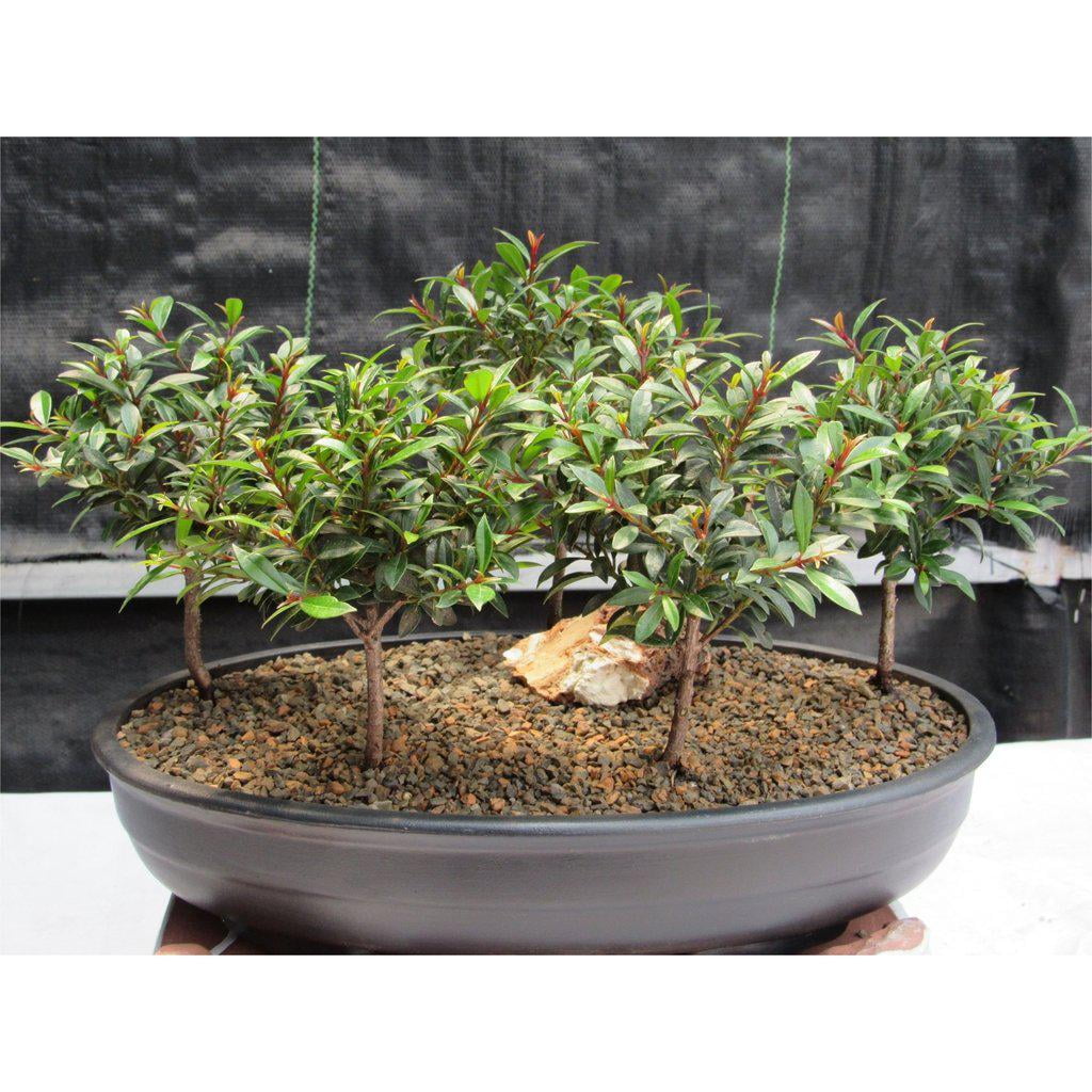 Flowering Brush Cherry Bonsai Tree Planted In A Faux Lava Rock
