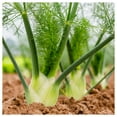 thumbnail image 3 of Everwilde Farms - 500 Organic Florence Fennel Herb Seeds - Gold Vault Jumbo Bulk Seed Packet, 3 of 5
