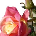 thumbnail image 4 of National Tree RAS-WDP002-1 22 in. Pink Roses in Ceramic Pot, 4 of 4