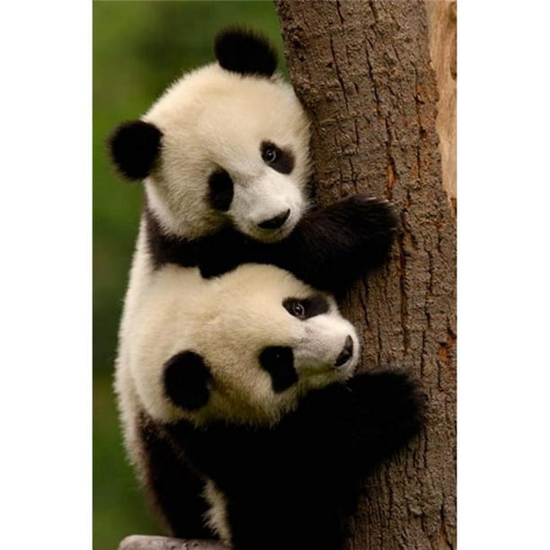 Posterazzi PDDAS07POX0412 Panda Géant Bébés Wolong Chine Conservation & Centre de Recherche pour le Panda Géant Sichuan Province Porcelaine Impression par
