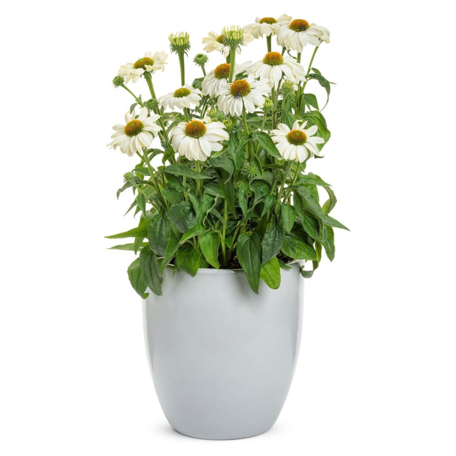 Proven Winners 6" Color Coded 'The Price is White' Coneflower Live Plant in 6.5" Pot
