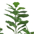 thumbnail image 2 of Artificial Fiddle Leaf Fig Plant in Planter (Set of 2), 2 of 8