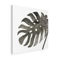 thumbnail image 2 of Trademark Fine Art 'Tropical Palm IV BW' Canvas Art by Chris Paschke, 2 of 3