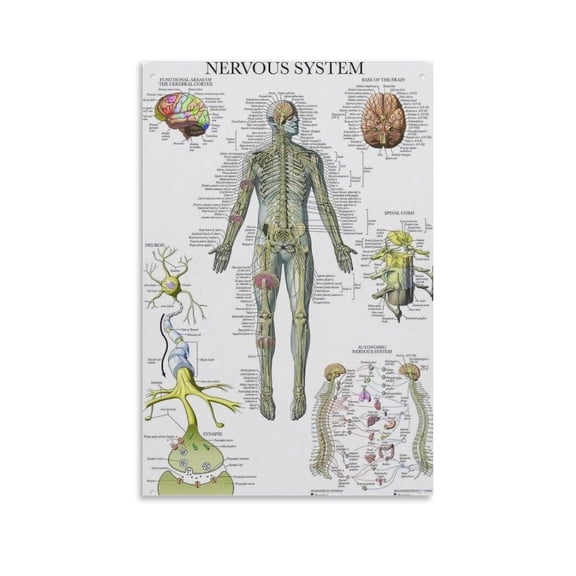 Posters of Anatomical Diagrams of The Nervous System And The Brain, As Well As Medical Health Art Posters Poster Decorative Painting Canvas Wall Art Living Room Posters Bedroom Painting