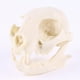 thumbnail image 5 of Adornos de resina Sunnimix para decoración de Esqueleto de Calavera de Gato 7,5 cm, 5 of 8