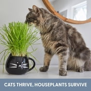 The Cat Ladies Organic Cat Grass Kit with Black Cat Ceramic Planter, Easy Indoor Planting Gift Set
