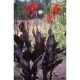 thumbnail image 2 of Canna, Low Maintenance - Ideal for Beds Borders, Plant Pots & Planters, 2 of 6