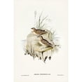 thumbnail image 2 of Gould, John 17x24 Black Modern Framed Museum Art Print Titled - Horsfieldâ€™s Mirafra-Mirafra Horsfieldii, 2 of 4