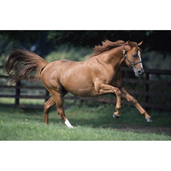 Posterazzi DPI1853526 Galloping Thoroughbred Horse Poster Print, 19 x 12