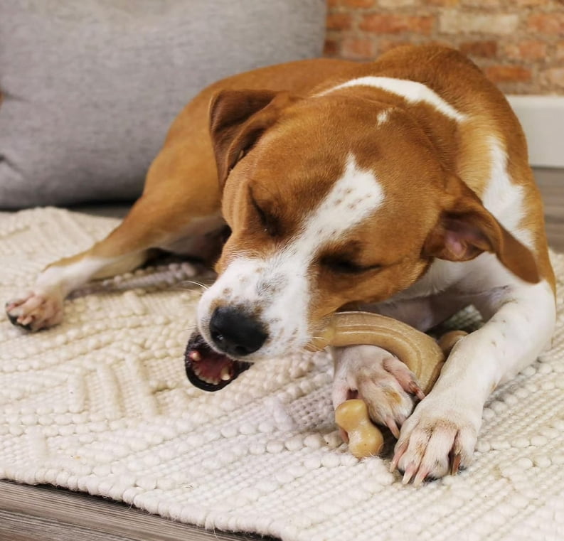 Nylabone Gourmet Style Wishbone Dog Chew Toy Chicken Flavor Large [New Dog Supplies, Dog Chew Toys, Nylabone, Dog Supplies] 1 count