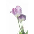 thumbnail image 2 of Aledanda 13x18 White Modern Wood Framed Museum Art Print Titled - Tulip Time III, 2 of 4