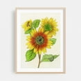 thumbnail image 2 of Italian Sunflower - Drawing Floral Flowers Botanical Nature Summer Unframed Wall Art Print 12 x 18 inches, 2 of 16