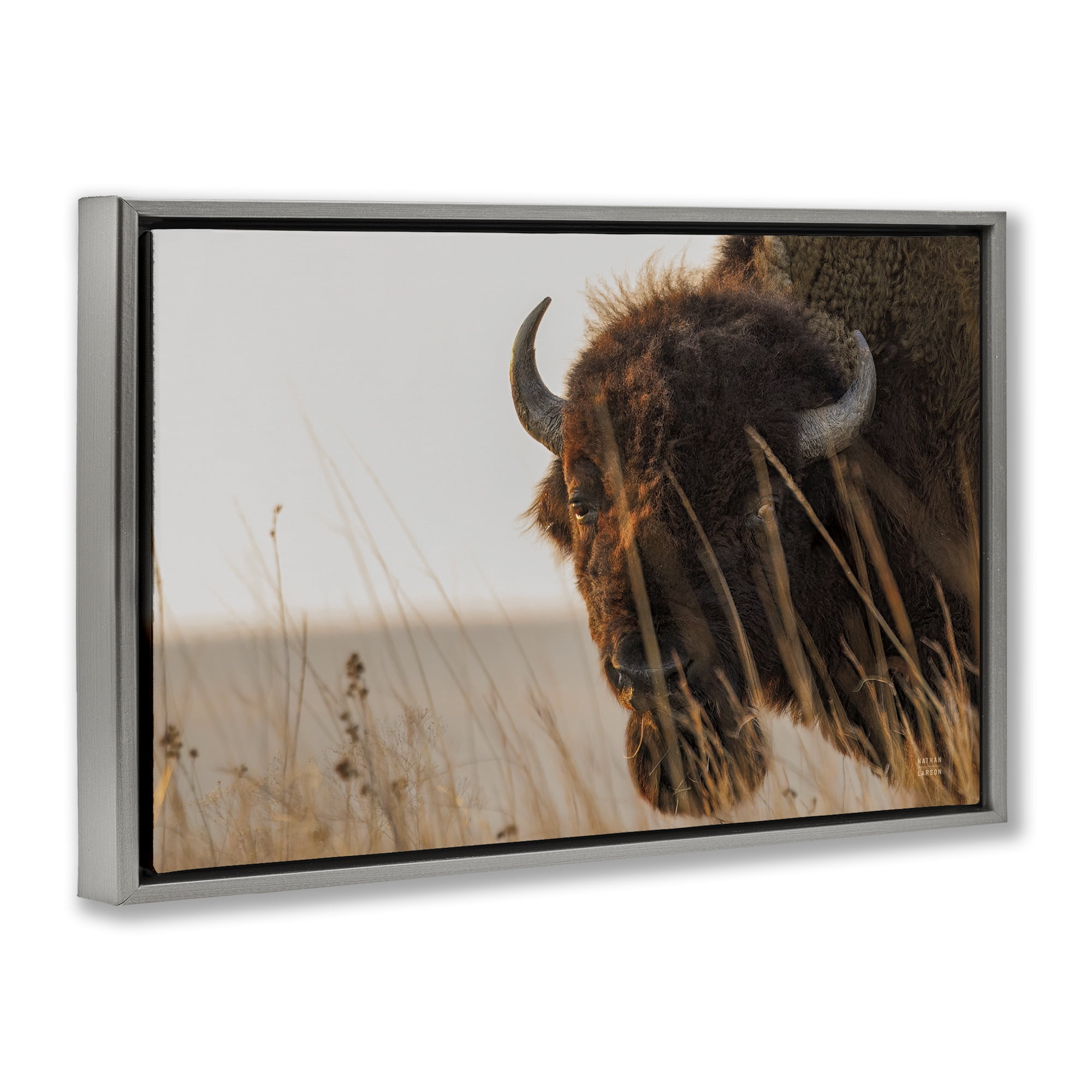 Stupell Industries Bison Sunset on Golden Prairie Gray Framed Floater Canvas Wall Art, design by Nathan Larson