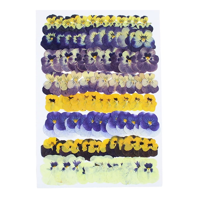 ZLight Pressed Flowers, Accessories. Soft Yet And Suitable For Decorating, Embellishments, Prom Decorations, Craft Vibrant Colorful 96 Film(B)