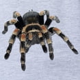thumbnail image 2 of CafePress - FIN Red Kneed Tarantula.Png - Cute Infant Baby Football Bodysuit, 2 of 3
