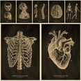 thumbnail image 2 of Póster médico Vintage, carteles de ilustración de anatomía, impresiones de jaula de costilla/corazón humano/cerebro/Pintura de Calavera, arte de clínica para el hogar, decoración de pared, 2 of 4