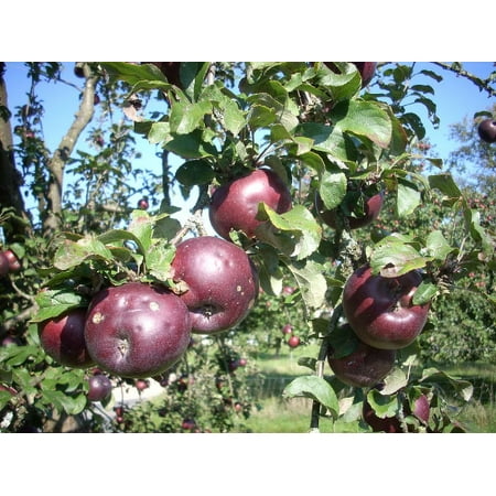 2 Arkansas Black Apple Trees Bareroot 2-3 feet tall--Crisp, Juicu Fruit-- Ideal for Regions with Cold Winters!!