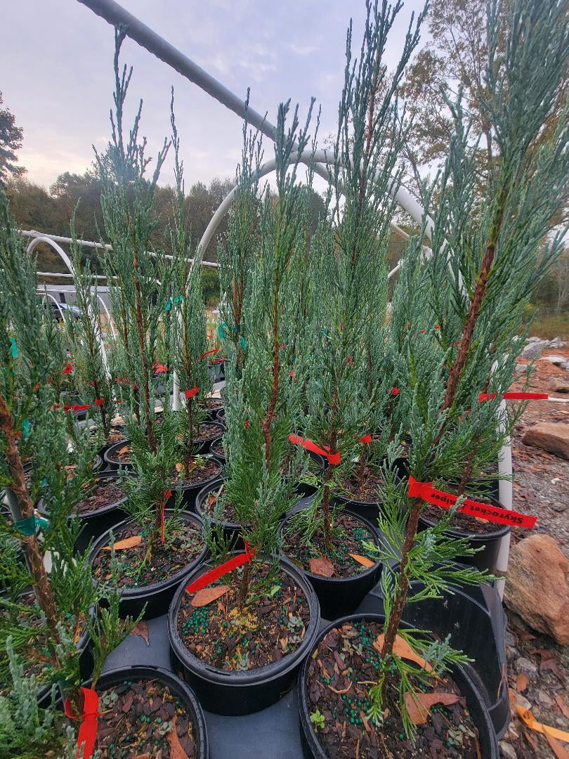 Sky Rocket Blue Juniper Tree - Live Plant - ( 2.5 QT ) - Evergreen - Full Sun