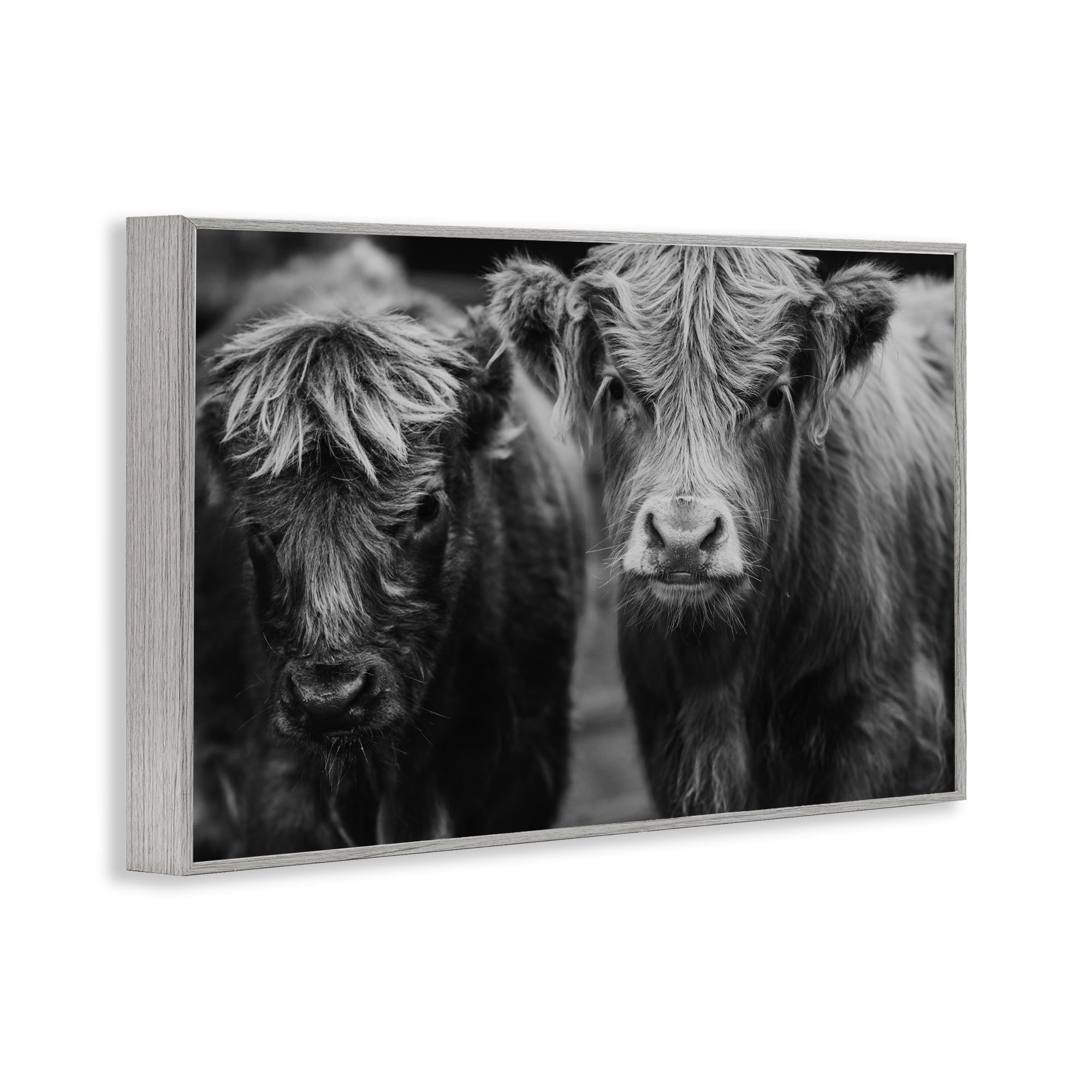 Cow Faces on Farm Gray Framed Giclee Art, design by Amy Carroll